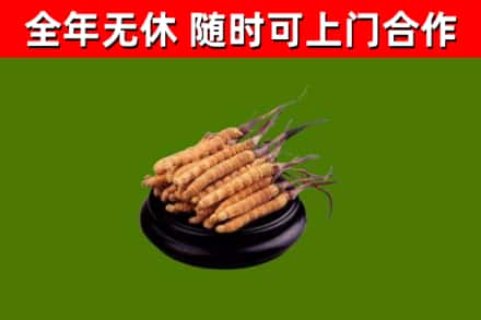 晋州回收散虫草