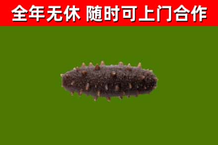 晋州回收海参干